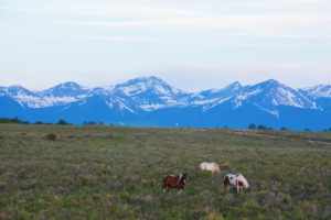 horses with mountains in the horizon