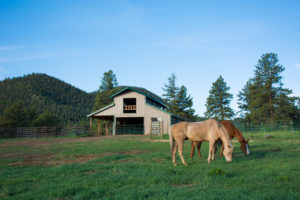 horses with ranch in distance