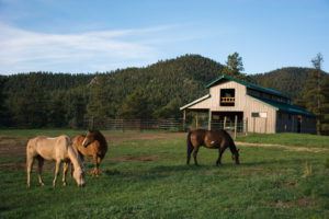 horses with ranch in distance