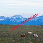 BearBonesUnderContract