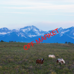 Screen Shot 2022-04-18 at 9.01.25 AM