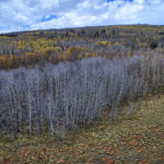 DJI_0046_47_48_49_50_easyHDR-default