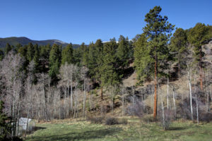 landscape with trees