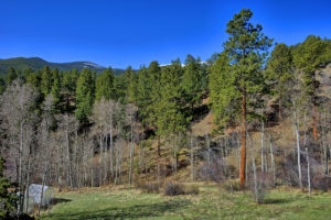 ground view of forest
