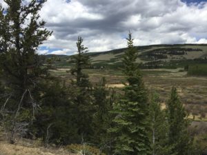 treeline with horizon