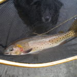 CutthroatTrout