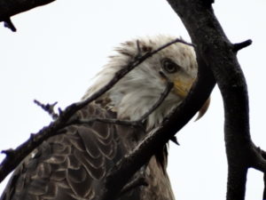 A bald eagle in the trees