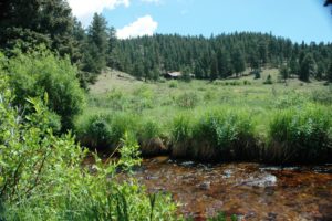 A forest on the horizon