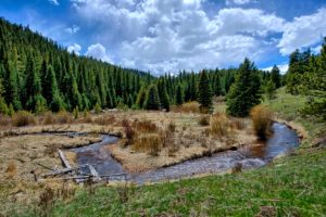 distance view of woods