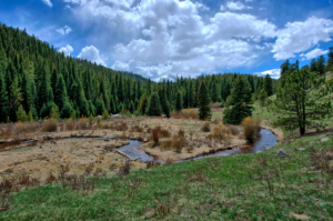 wooded area on the edge of a clearing
