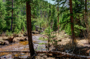 woodland view with creek