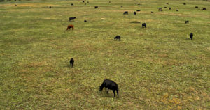 lifestock grazing