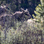 Grand lake, moose-10-2