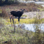 Grand lake, moose-5-2