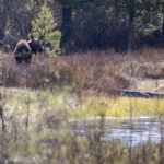 Grand lake, moose-8-2