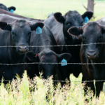 Screen Shot 2019-07-03 at 12.25.28 PM