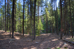 view inside forest