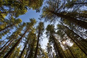 view of forest tree tops