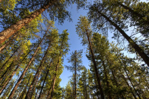 view from below showing the top of the tree line