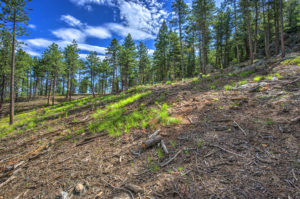 view towards the forest