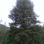 Screen Shot 2019-08-20 at 3.50.47 PM