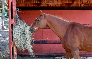 horse having hay