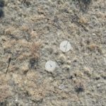 Screen Shot 2021-01-25 at 10.46.10 AM