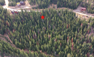 pinned location in forest
