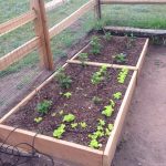 IMG_0026.raspberry start 3:13 jpg