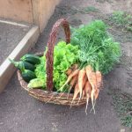 IMG_0053 basket carrots, lettuce, zucc
