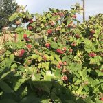 IMG_0134.rasp fruit -lotsJPG