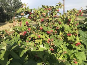 Raspberries on plants