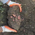IMG_0198.potatoes in dirt JPG