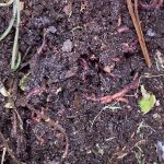 IMG_0379 composting worms