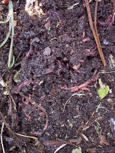 compost with worms