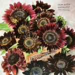 IMG_0381.seed catalog jpeg