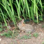 IMG_0425.baby rabbit JPG