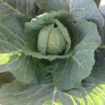 IMG_0498.close up of cabbageJPG