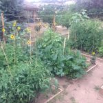 IMG_0519.mid summer over grown early photoJPG