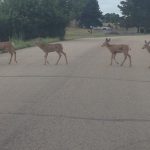 IMG_0531.4 baby deer crossing streetJPG