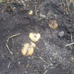 IMG_0569.potatoes in ground JPG