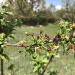 IMG_0622.tiny plums jpeg