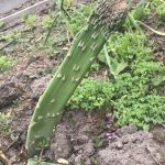 IMG_0663 abberent asparagus