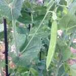 IMG_1049.close up of snap peaJPG