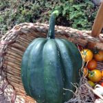 IMG_1124.close up acornJPG