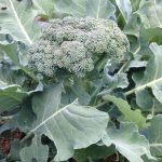 IMG_1147.nice looking broccoliJPG