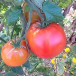IMG_1193.ripe beefsteak tomatoJPG