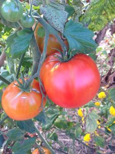 ripe tomato on vine