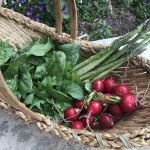 IMG_1917.radishes, asparagus,spinachjpeg