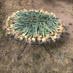 IMG_2021.onions drying on tablejpeg